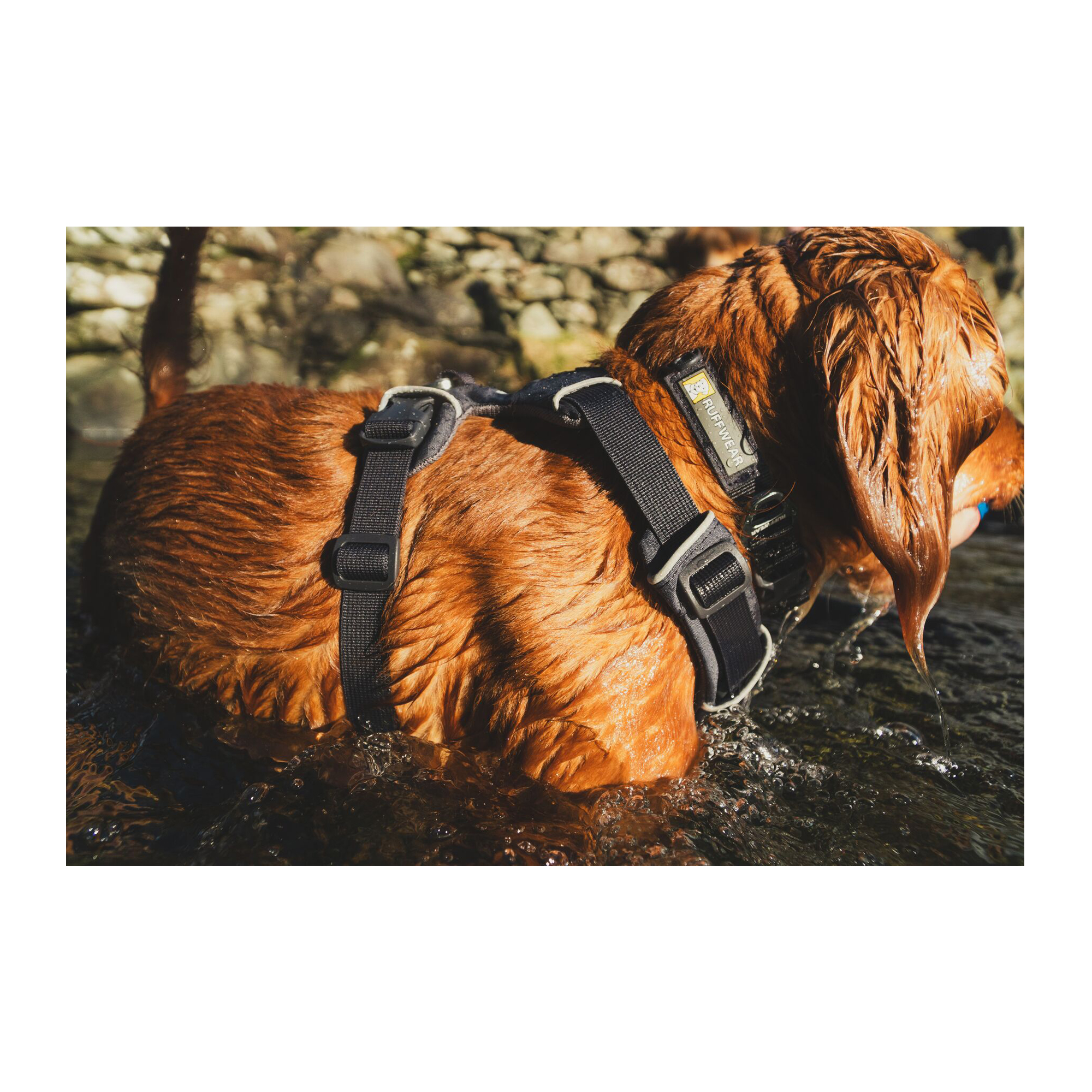 Ruffwear Front Range Harness
