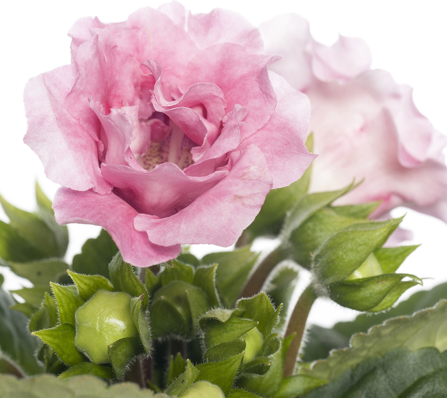 Gloxinia (Sinningia 'Sonate Pink') D 12 H 25 cm