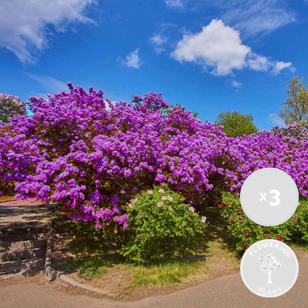 3x syringa 'bloomerang dark purple' - lilas - arbuste - rustique – ⌀13 cm - ↕15-20 cm