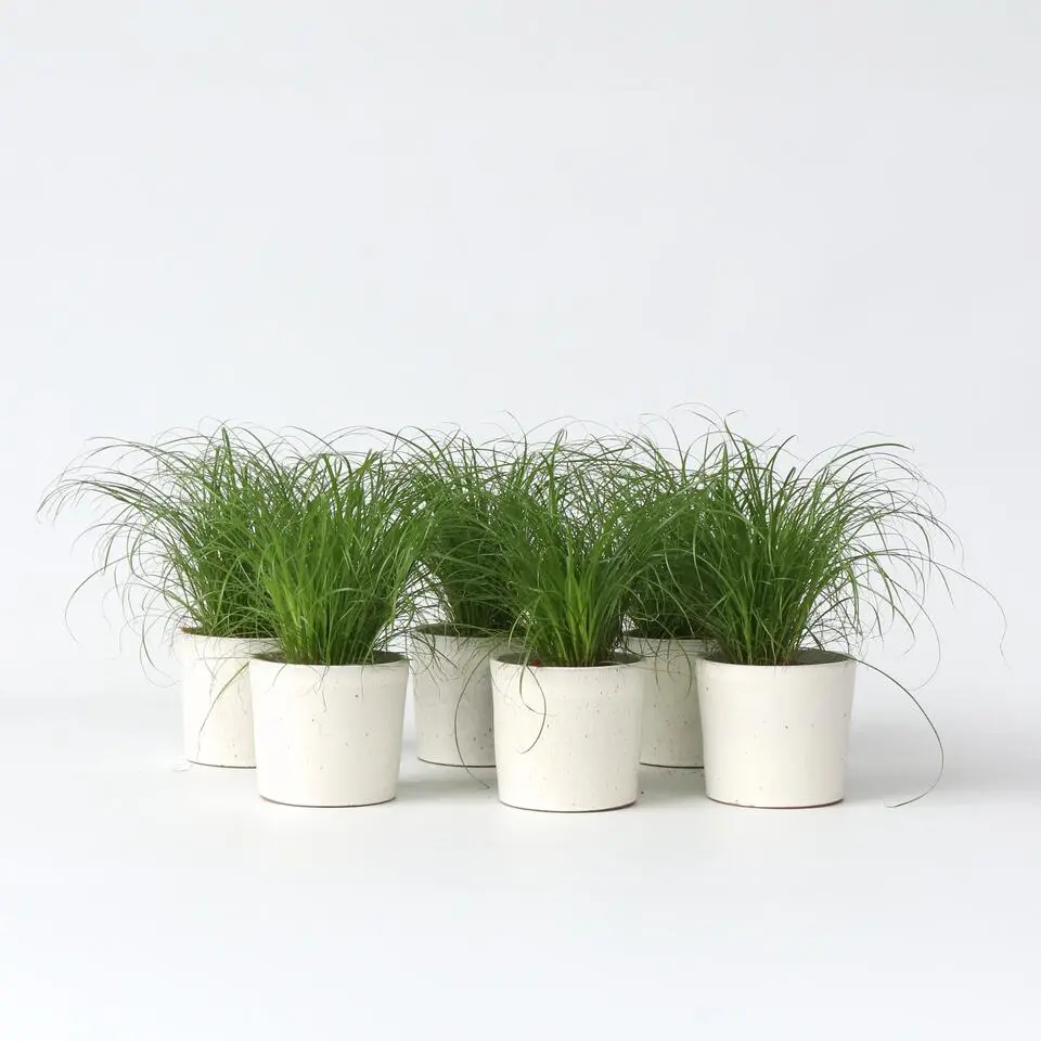 Kattengras - Set van 6 - Cyperus zumula - Hoogte 30-40cm - ⌀12cm