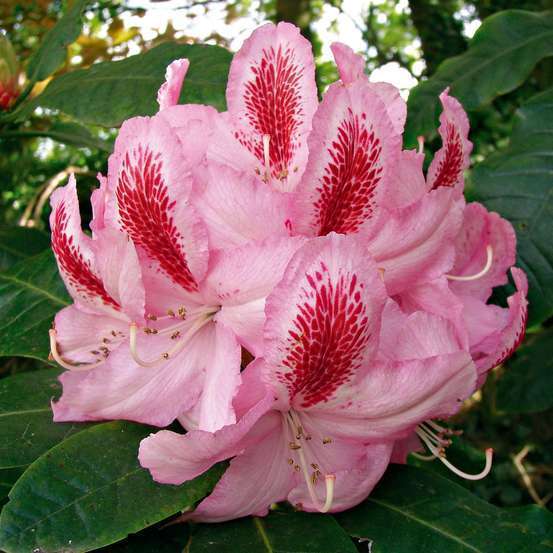 Rhododendron hybride : C15L H70/80cm - Variétés variables