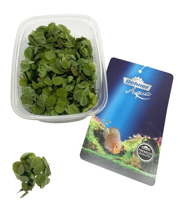 Dehner Aqua Gemeiner Schwimmfarn - Salvinia