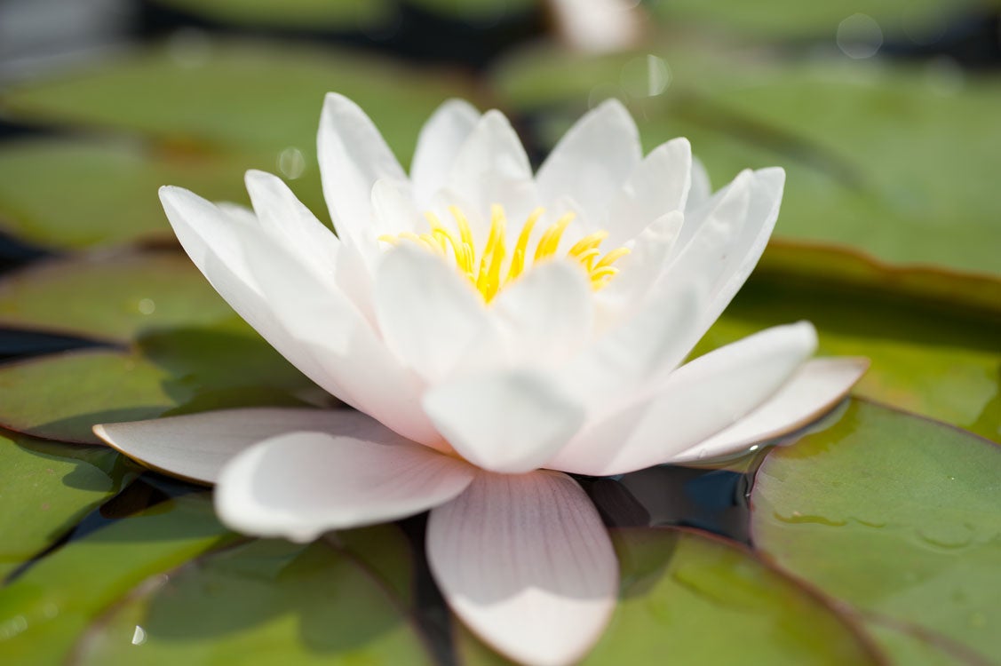 Waterlelie (Nymphaea 'Marliacea carnea') D 18 H 30 cm