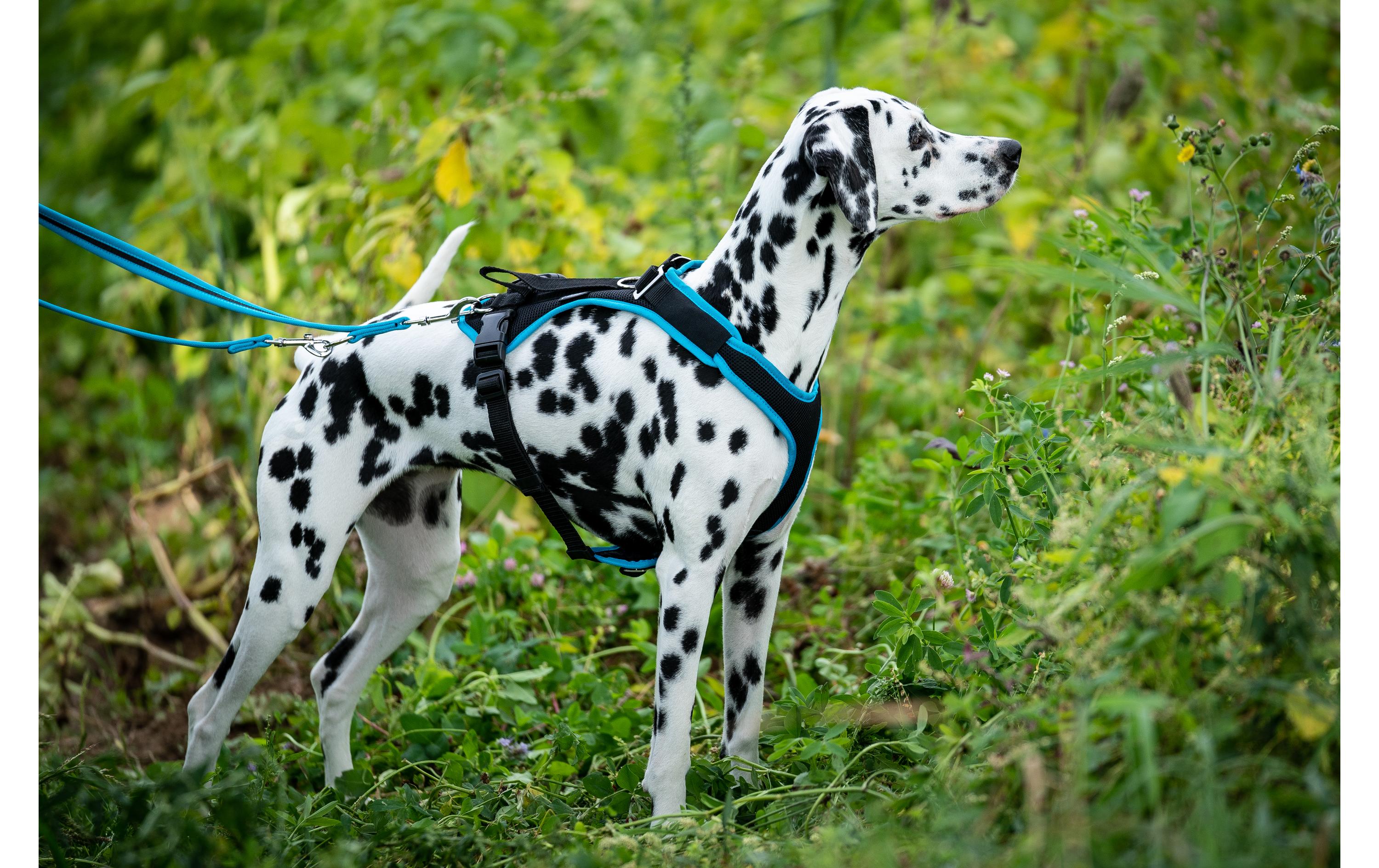 Geschirr Vary, TürkisVerstellbares Hundegeschirr für volle Bewegungsfreiheit