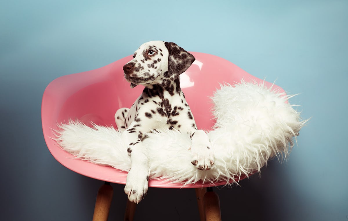 Tier Fotoshooting in Essen als Geschenk