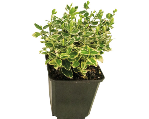 Bonte kruipspindel FloraSelf Euonymus fortunei 'Emerald n Gaiety' 10/15 scheuten Ø 9 cm pot