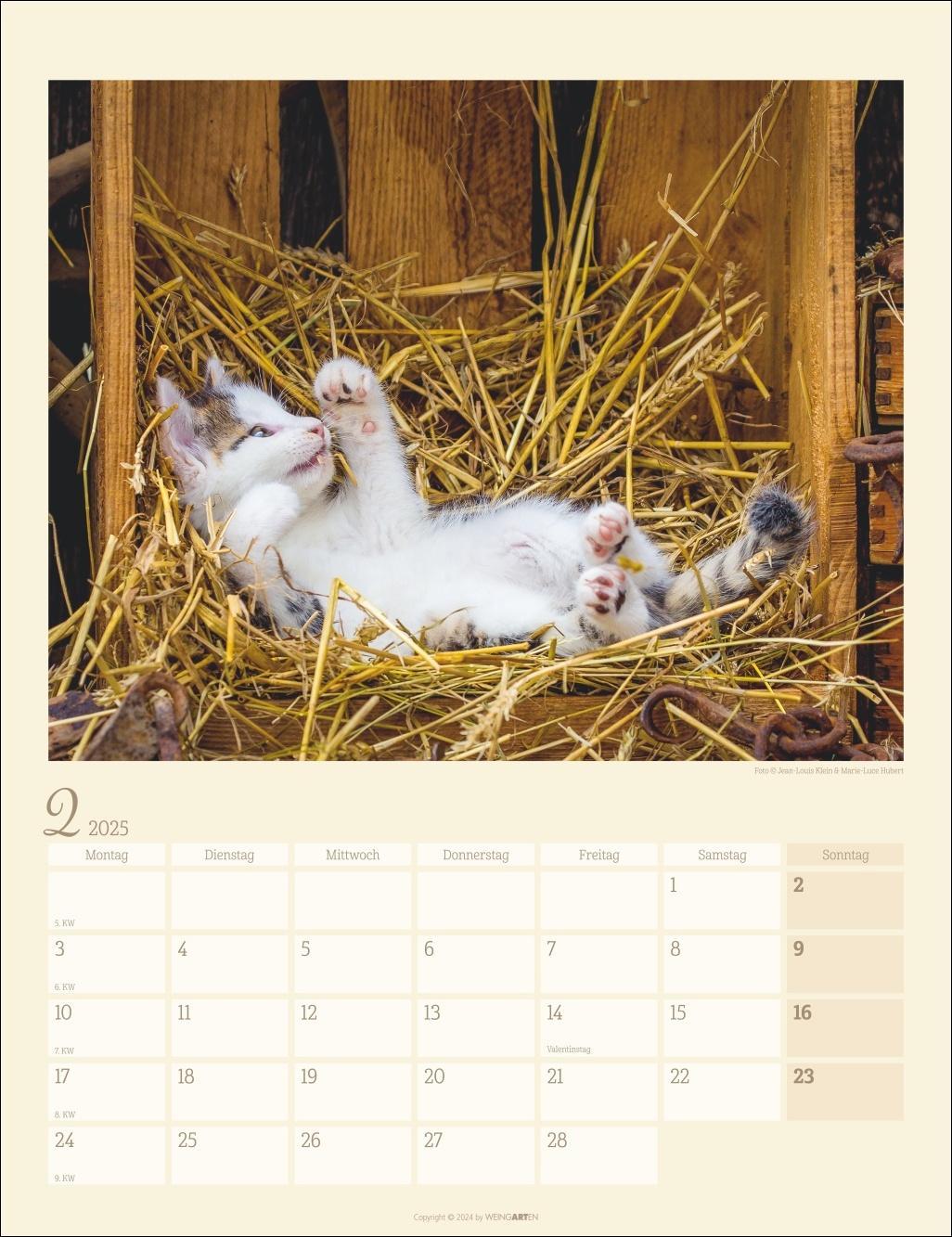 Katzen auf dem Lande Kalender 2025