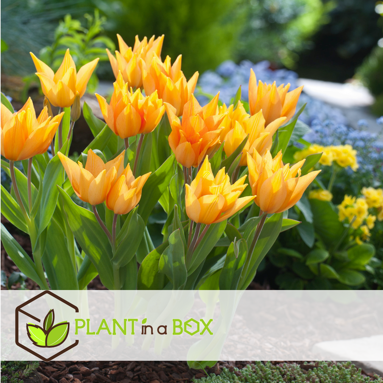 Tulipa praestans shogun - bulbes à fleurs x40 - tulipe - orange
