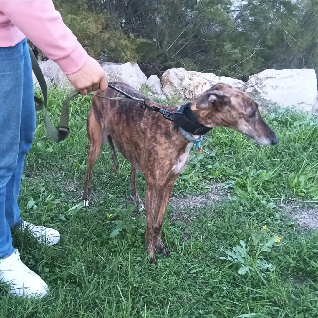 Guia para cães EGV com múltiplas posições e alça dupla de neoprene. Guia para cães que permite o uso com as mãos livres, com 2,5 metros de comprimento. (Verde militar)