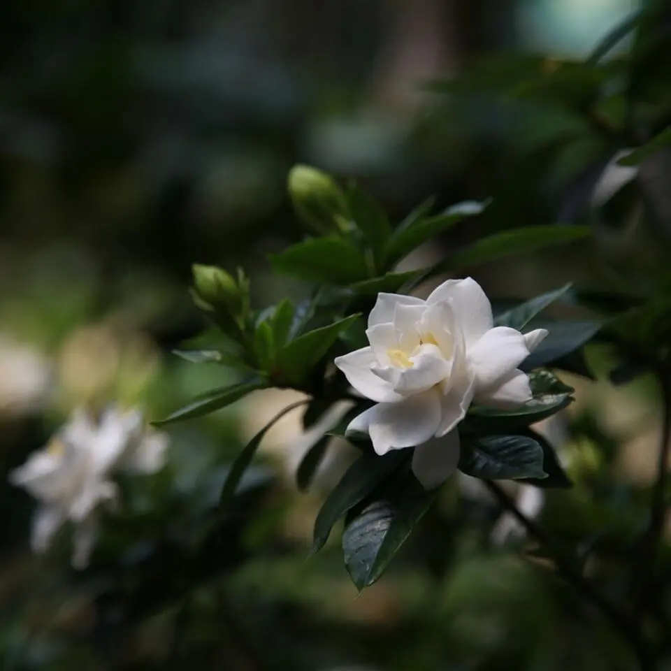 Kaapse jasmijn - Set van 2 - Gardenia jasminoides - Hoogte 20-30cm - ⌀13cm