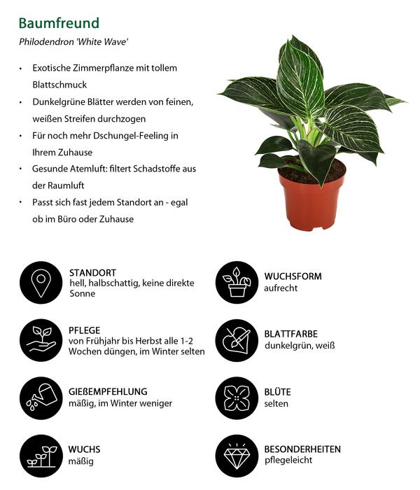 Zimmerpflanzen-Set Grün Starter, 3-teilig