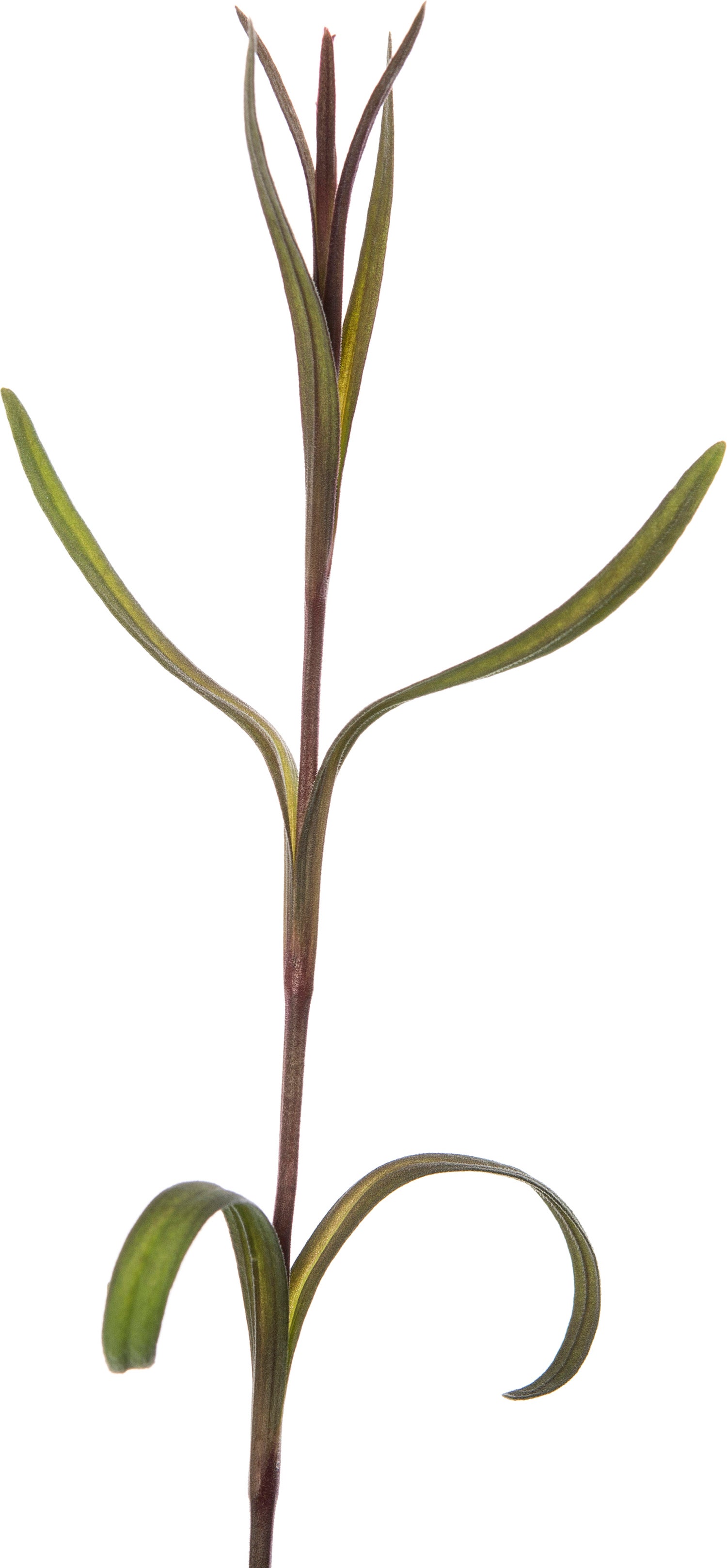 Steenanjer (Dianthus deltoides 'Splendens') D 11 H 20 cm