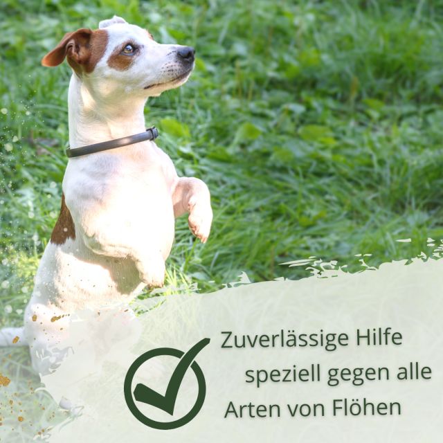 IPERON® Flohhalsband Hund klein 60 cm