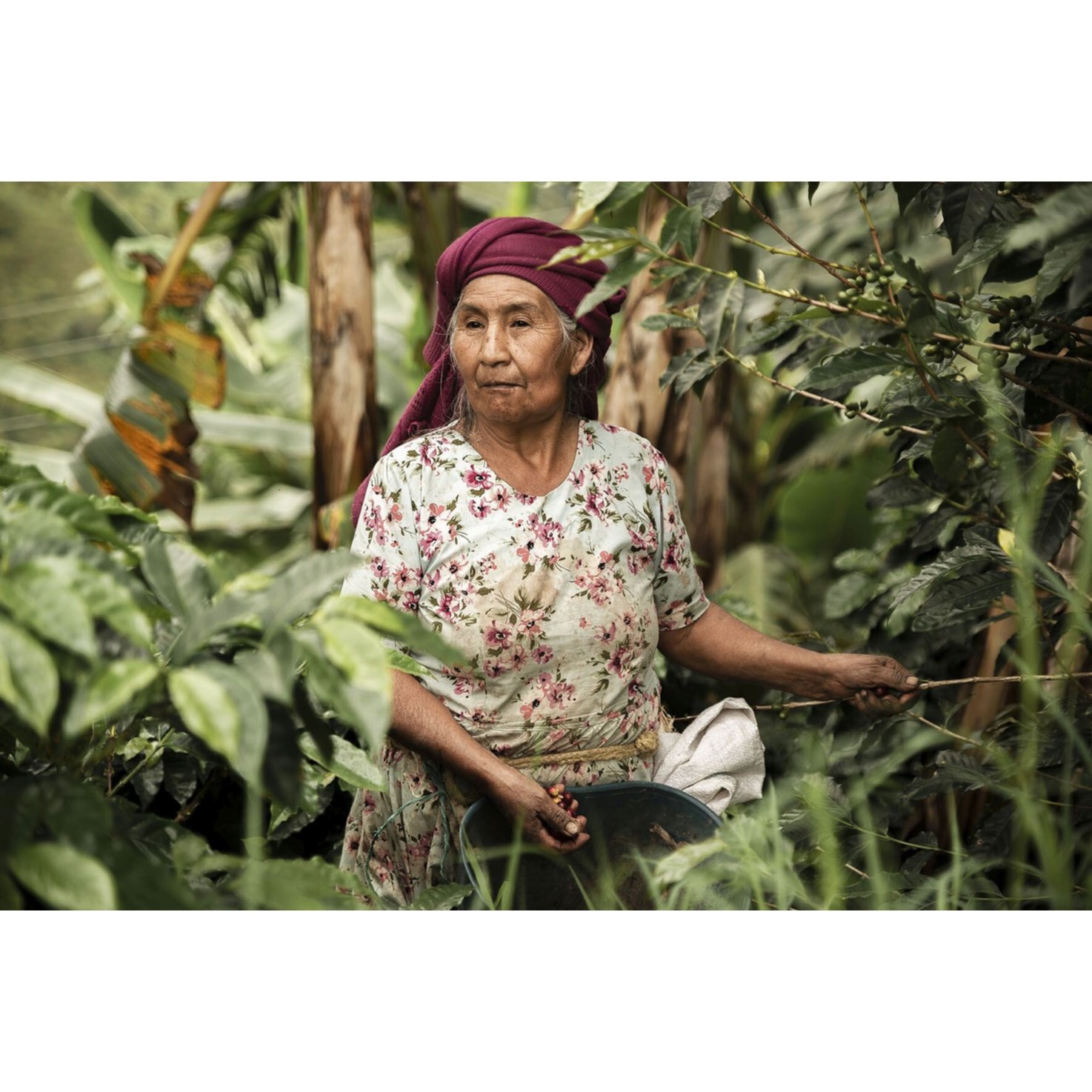 Perle de café Bio Bohnenkaffee Colombia