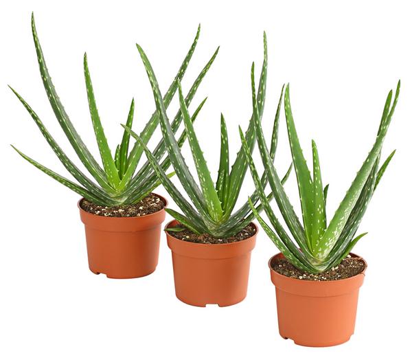 Echte Aloe-Set - Aloe vera