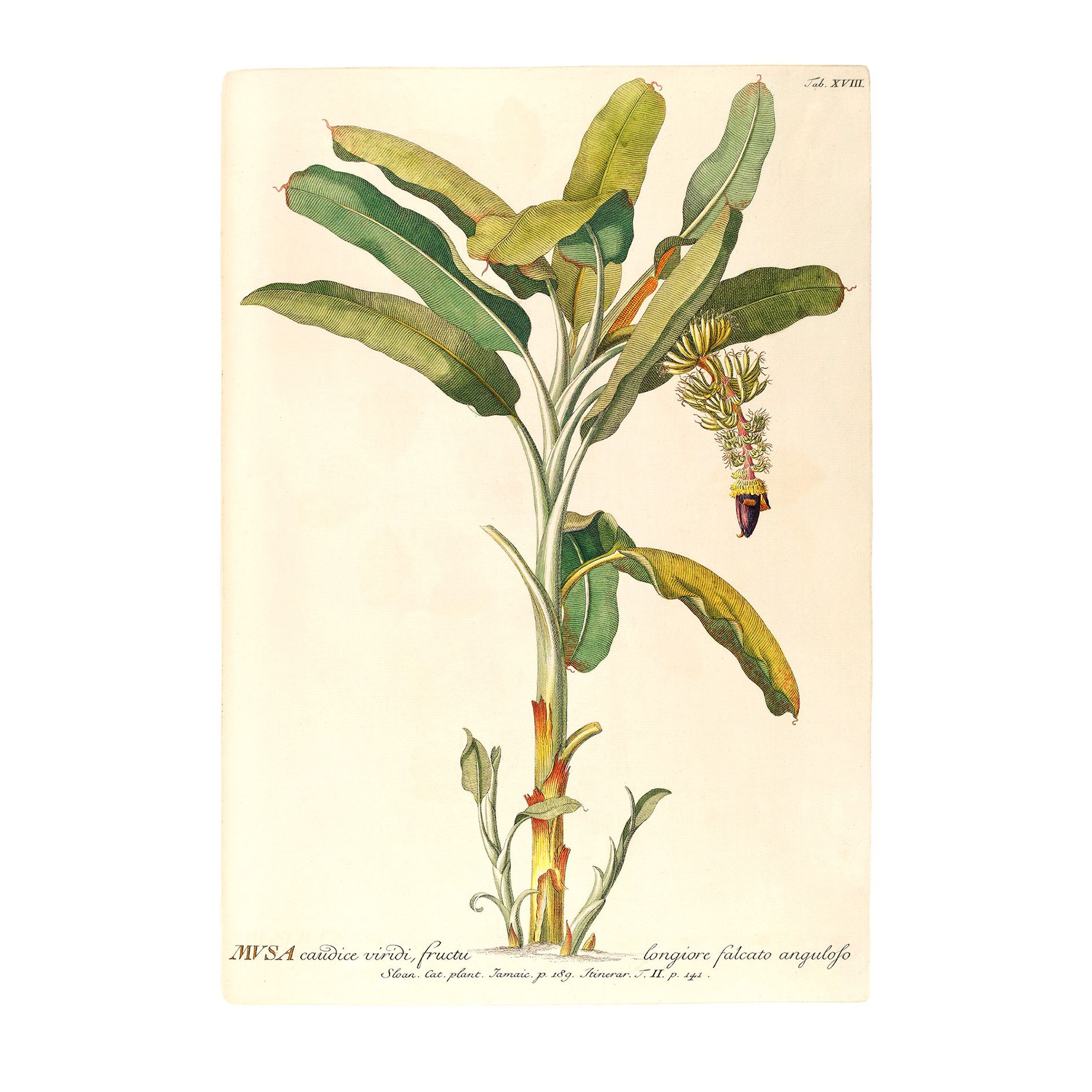 Wandbild RAINFOREST SAPLING - grün - 50x70 cm