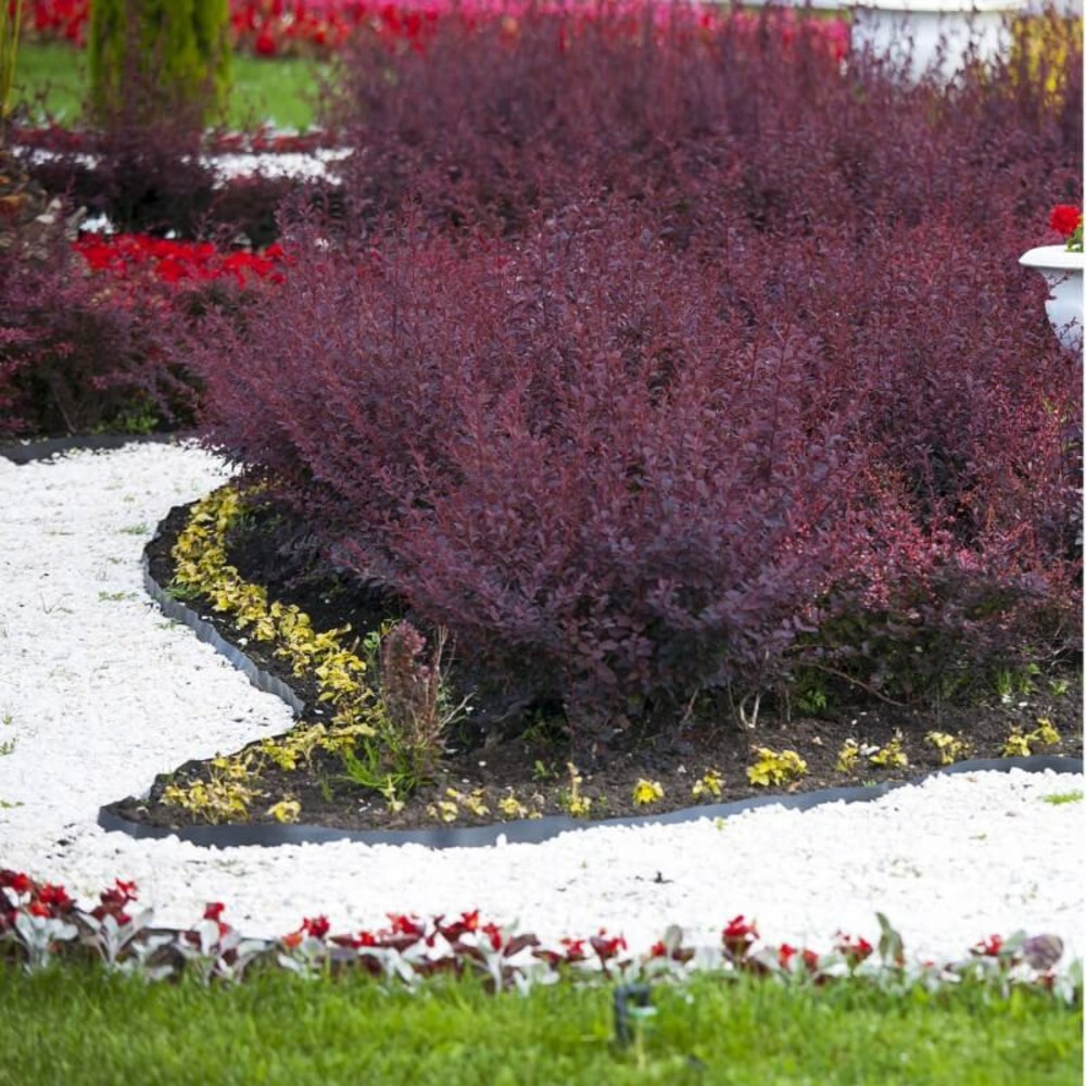 Epine vinette de thunberg (berberis thunbergii atropurpurea) - godet - taille 20/40cm