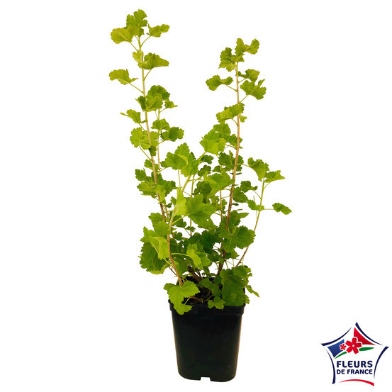 Caseille 'Josta' : pot de 5 litres