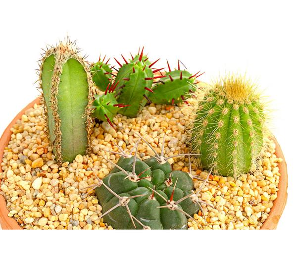 Pflanzenmix Kakteen-Quartett - Cactaceae, 4