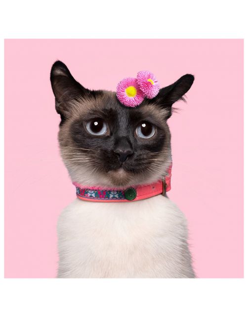 Dwam Missy Kattenhalsband - Kattenhalsband - 22-27x1 cm Multi-Color