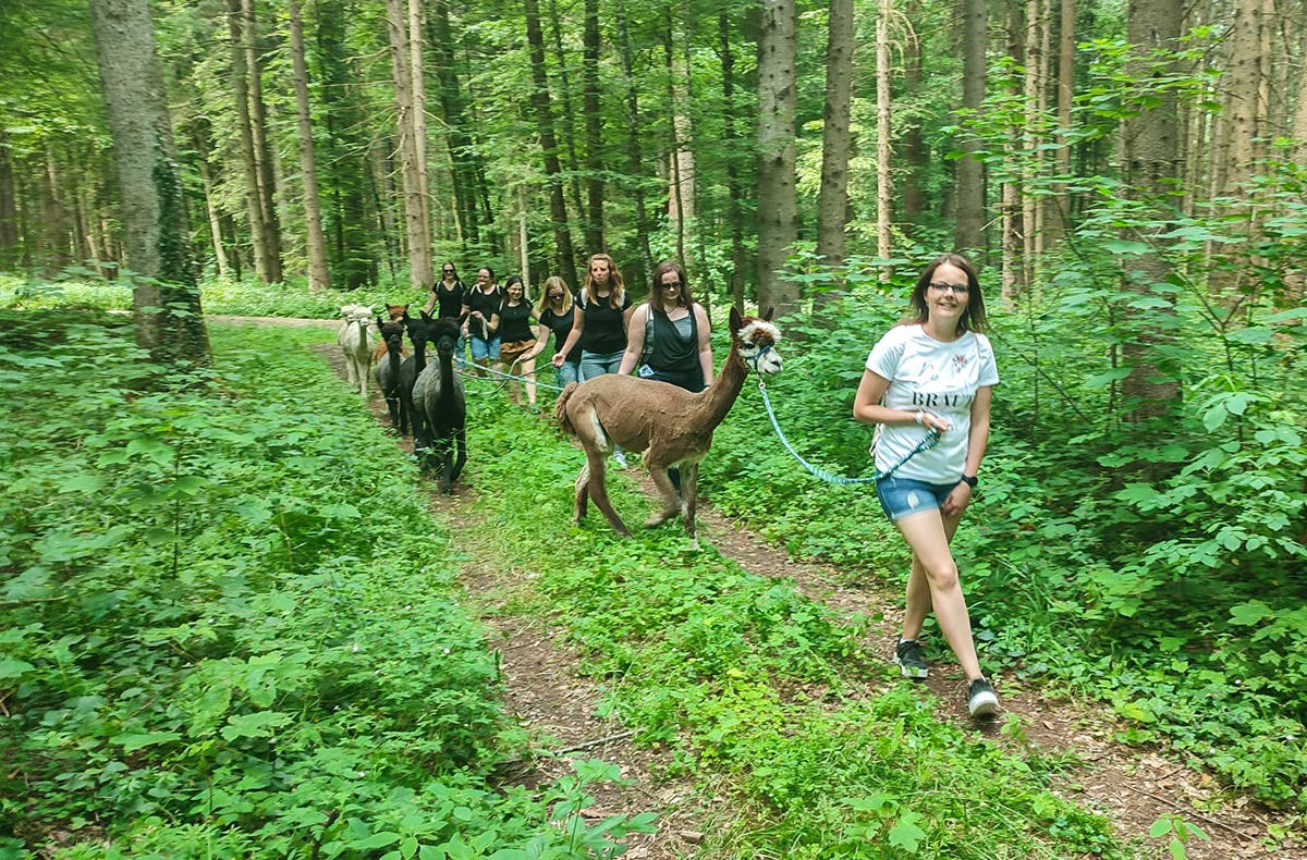 Alpaka Trekking Jettingen-Scheppach