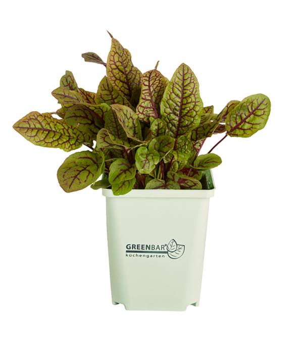 GREENBAR® Blutampfer