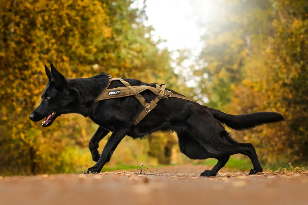 Non-stop Dogwear Freemotion Harness Defense Green