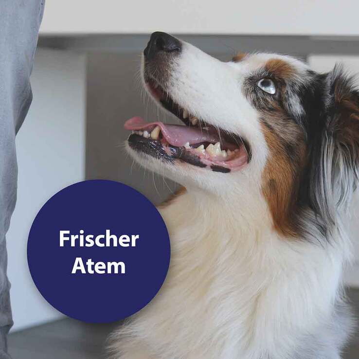 Canosept Zahnpflege Finger-Pads für Hunde, 50 St