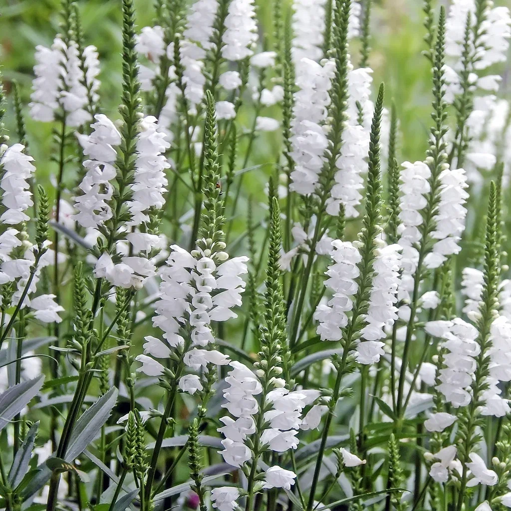 Physostegia virginiana 'Summer Snow' Virginialeddblomst 'Summer Snow' Ø11 cm