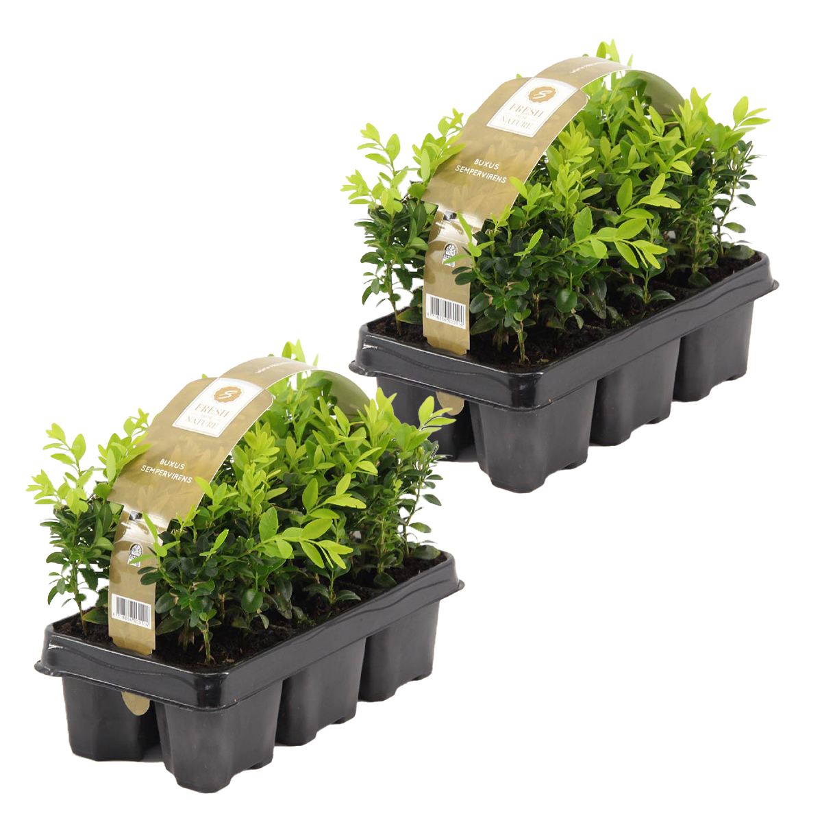 12x buxus sempervirens - buis haie - rustique - ⌀9 cm-↕ 15-20 cm