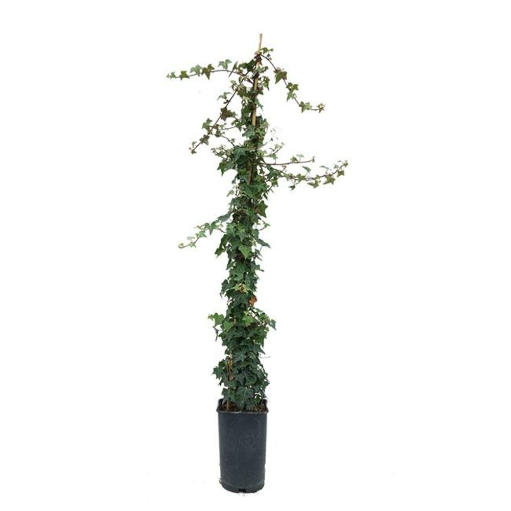 Lierre commun sagittifolia - hedera helix 3l