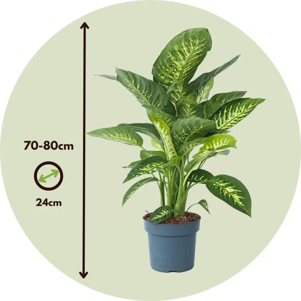 Dief van Bagdad - Dieffenbachia 'Tropic' - Hoogte 70-80cm - ⌀24cm