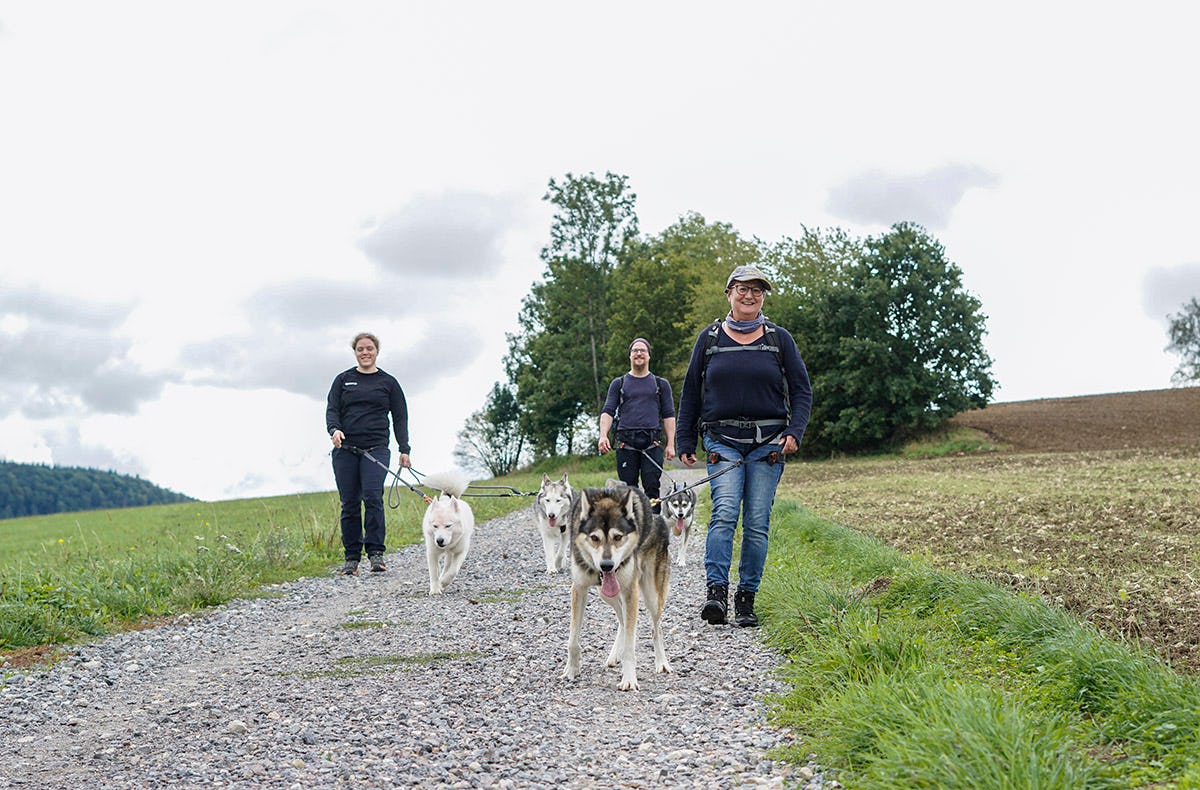 Husky-Trekking im Schwarzwald