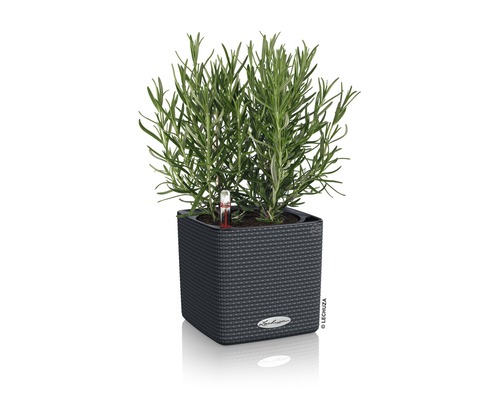 Lechuza Cube Color kunststof bloempot, 16x16x16 cm, grijs, inclusief zelfbewateringssysteem en plantenbak