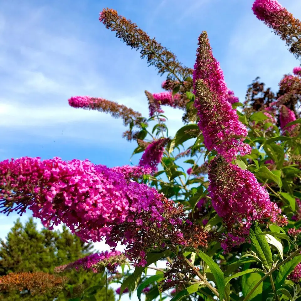 Vlinderstruik - Set van 6 - Buddleja davidii - Hoogte 25-40cm - ⌀9cm