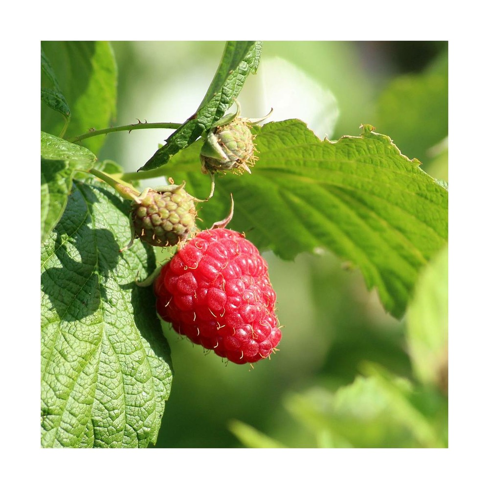 Framboisier idaeus ottawa/rubus idaeus ottawa[-]pot de 5l - 40/60 cm