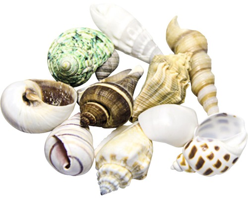 Aquariumdecoratie hobby schelpenset M, 10 stuks