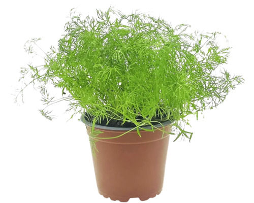 Organic Dill FloraSelf Organic Anethum graveolens Ø 12 cm pot