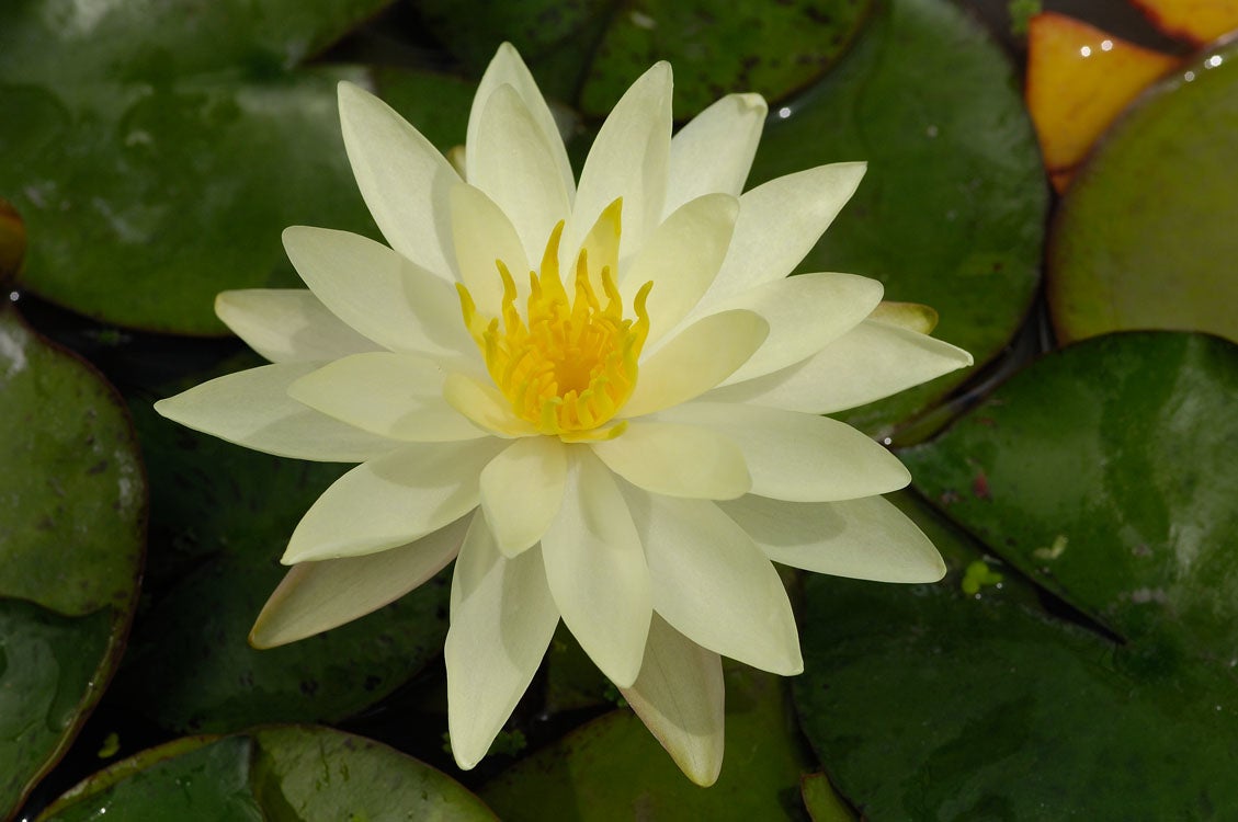 Waterlelie (Nymphaea 'Marliacea chromatella') D 18 H 30 cm
