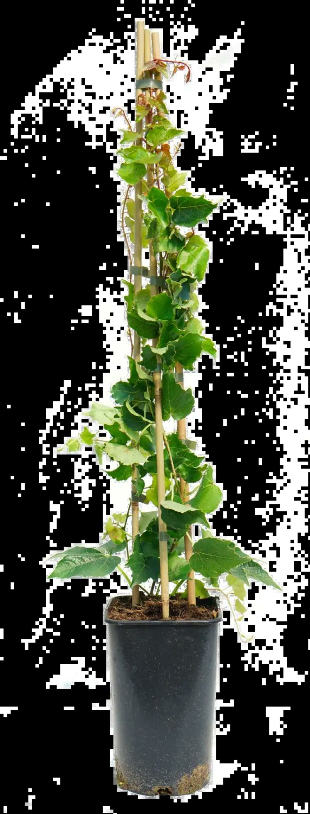 Vigne vierge tricuspidata 'veitchii robusta' - parthenocissus tricuspidata 3l