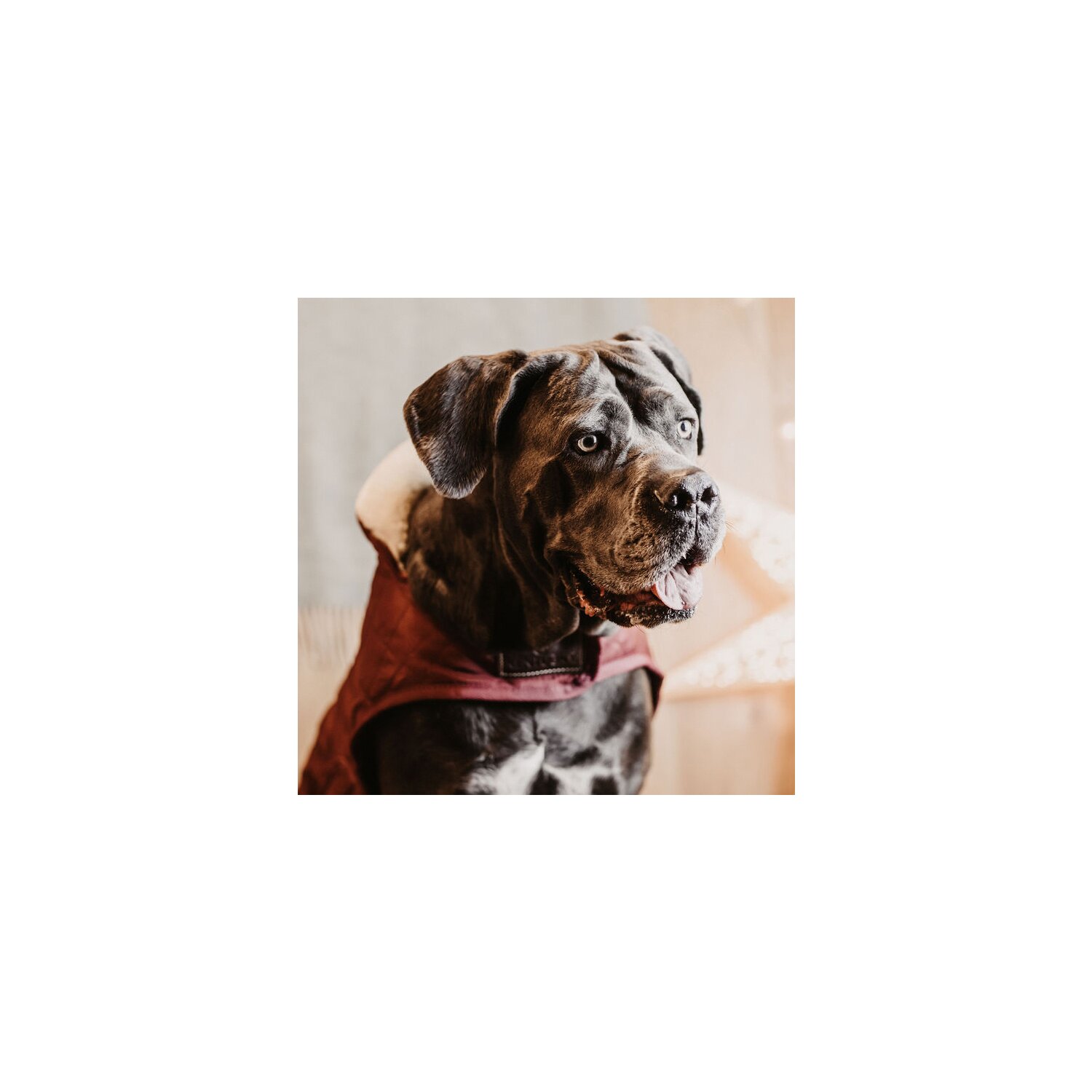 KENTUCKY DOGWEAR Hundemantel Original - bordeaux - XXL