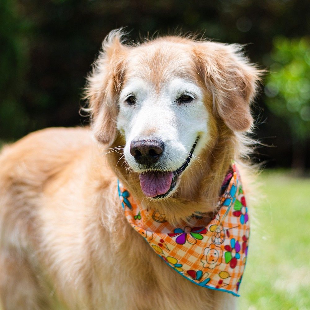 CME Recovery Dog