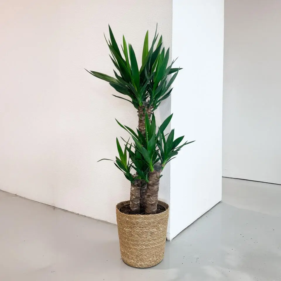 Palmlelie met mand - Yucca elephantipes - Hoogte 70-80cm - ⌀21cm
