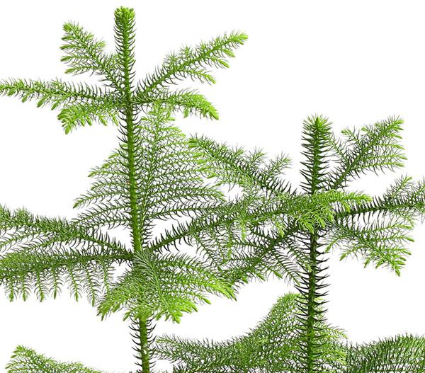 Zimmertanne - Araucaria heterophylla