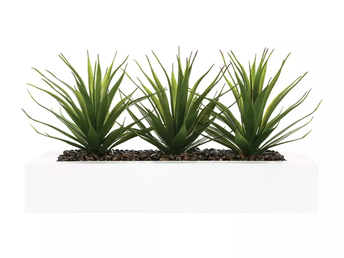 Centre de Table Aloe Vera 
