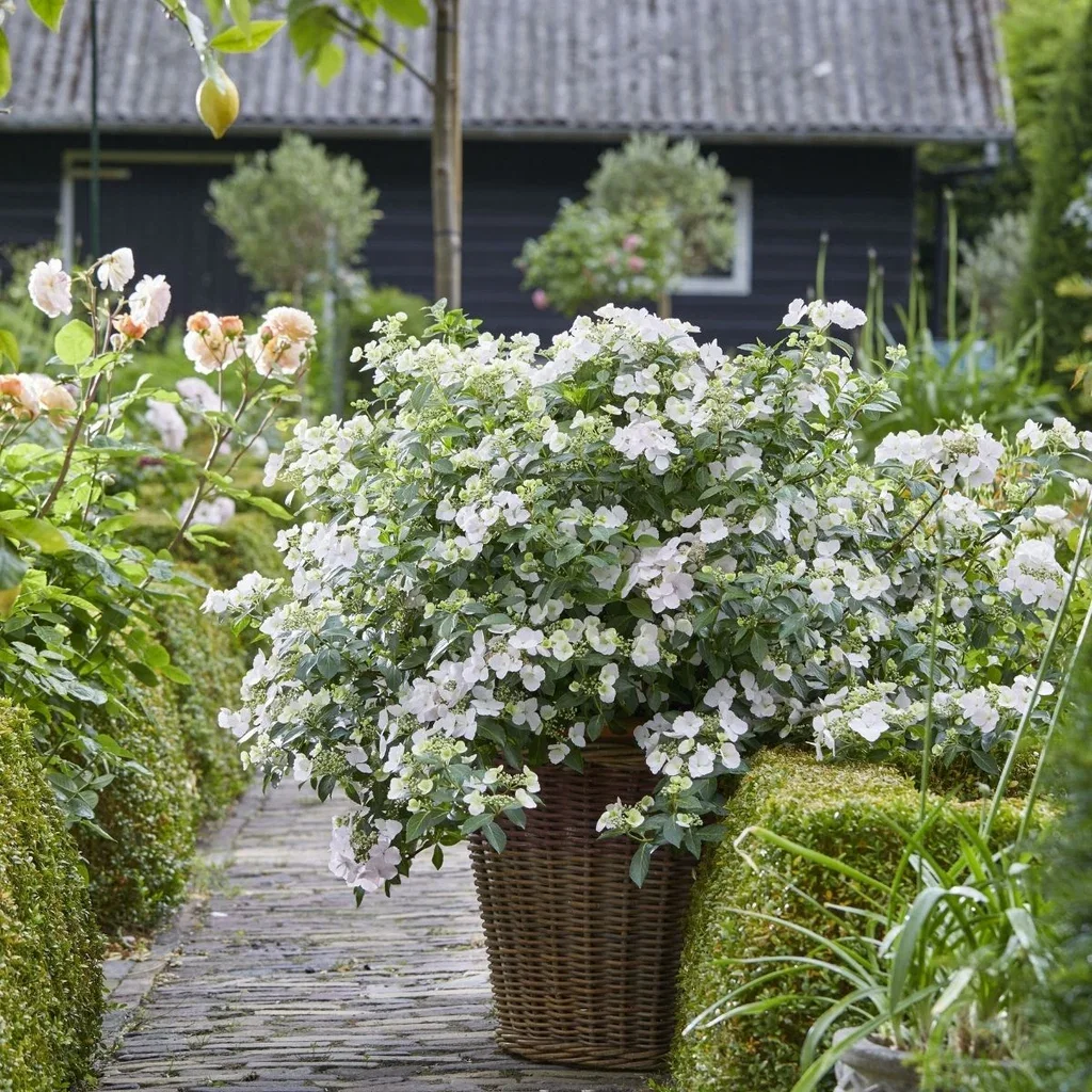 Hydrangea RUNAWAY BRIDE SNOW WHITE ('Ushyd0405') Hortensia RUNAWAY BRIDE SNOW WHITE Ø24 cm