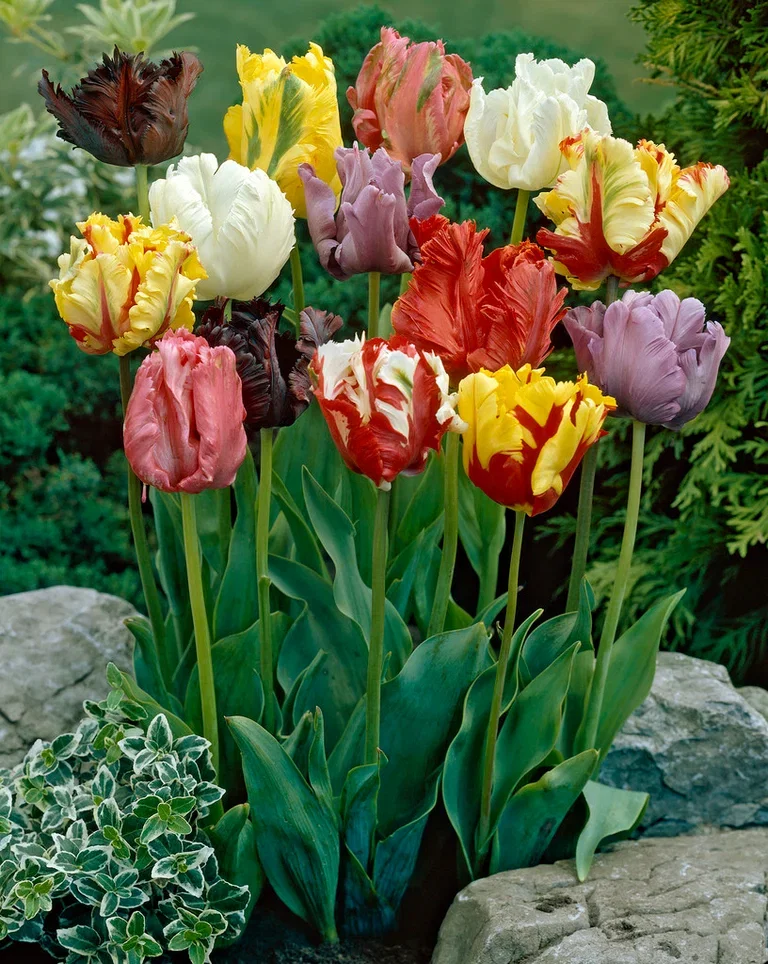 Tulipa gesneriana (Parrot Tulip-Group) Papegøyetulipan miks