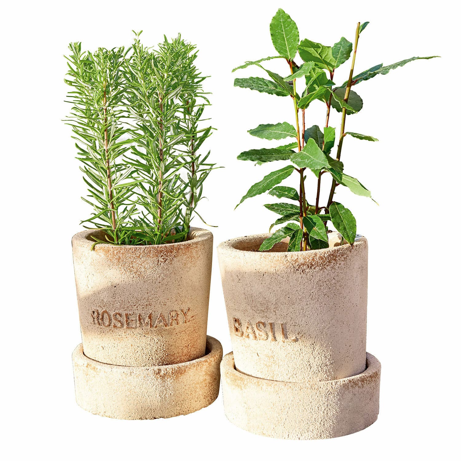Übertopf 2er Set Basil  &  Rosemary