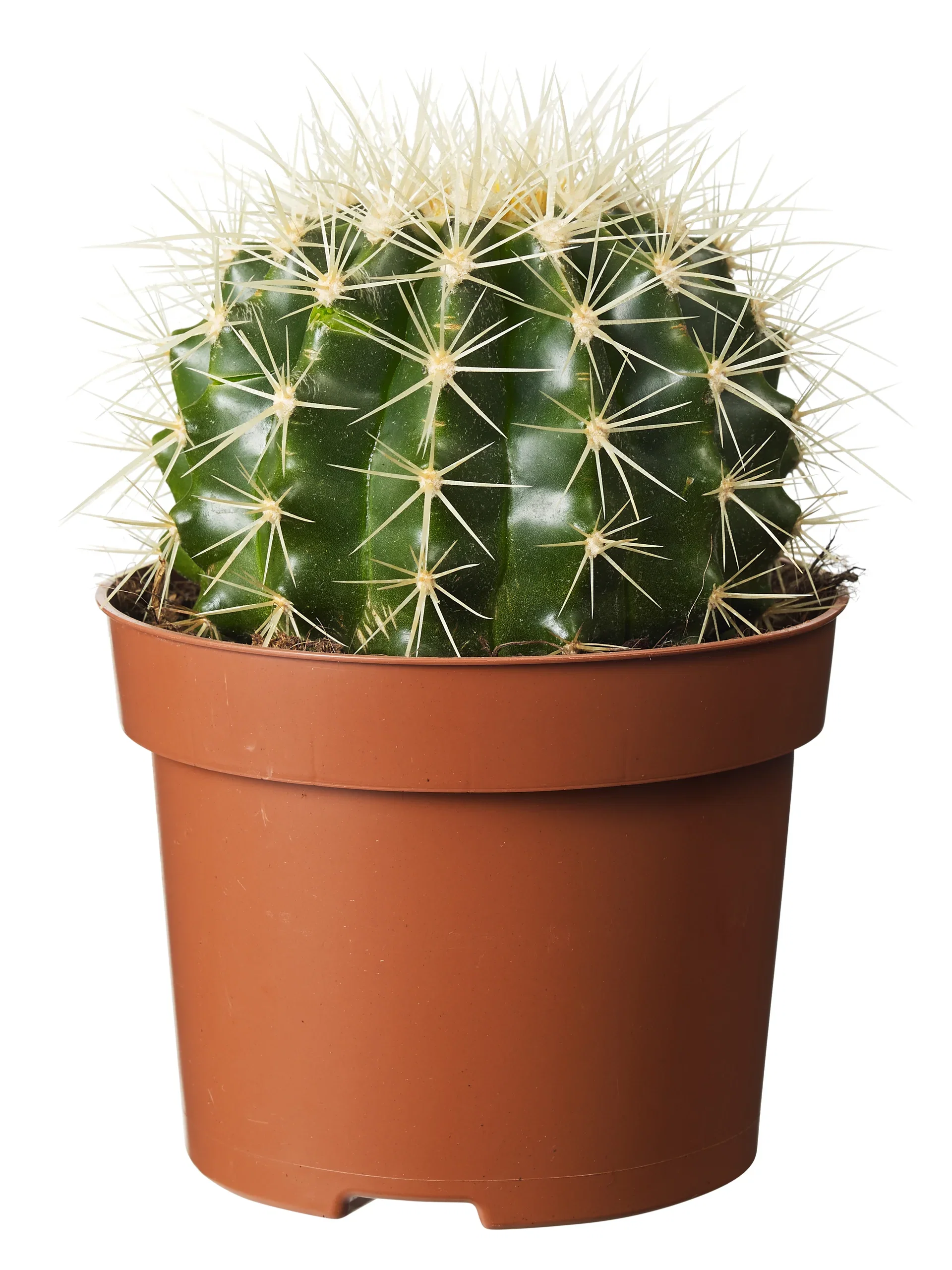 Cactus Kaktus miks Høyde 20 cm