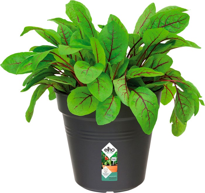 Elho Green Basics kweekpot D 19 H 17,5 cm zwart